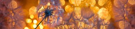 Кухонный фартук Мерцание Одуванчики золотистые 3 серебро в Саргатском - sargatskoe.katalogmebeli.com | фото 1