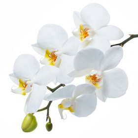 Стол обеденный Танго белый/Орхидея в Саргатском - sargatskoe.katalogmebeli.com | фото 3